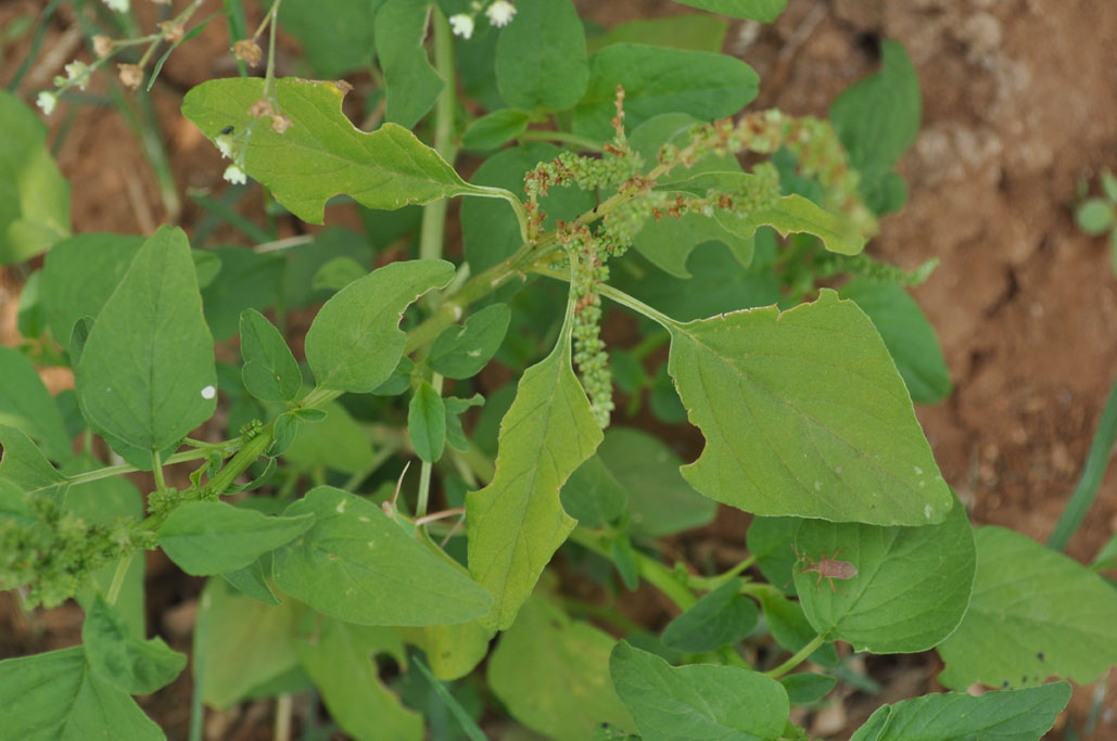 Broad leaf weeds